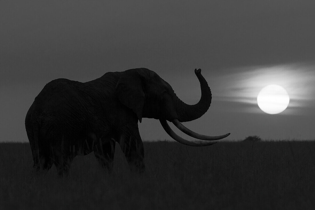 Silhouette eines afrikanischen Buschelefanten (Loxodonta africana), der in der Savanne beim Kicheche Bush Camp steht und seinen Rüssel bei Sonnenuntergang hebt; Naok, Masai Mara, Kenia
