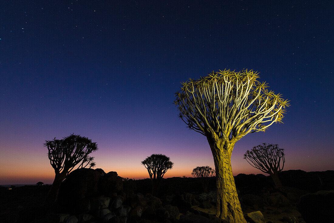 Köcherbäume (Aloidendron dichotomum) unter dem Sternenhimmel im Köcherbaumwald, nahe Keetmanshoop; Gariganus, Karas Region, Namibia