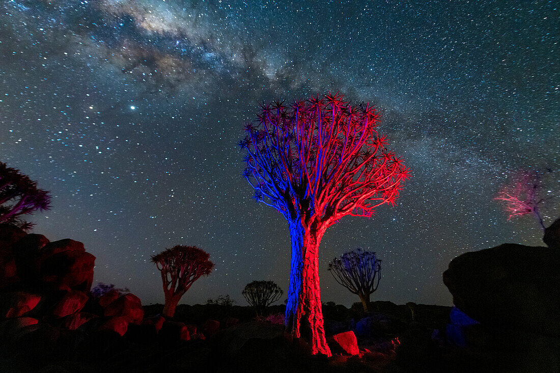 Köcherbäume (Aloidendron dichotomum) unter der Milchstraße; Kunene Region, Namibia