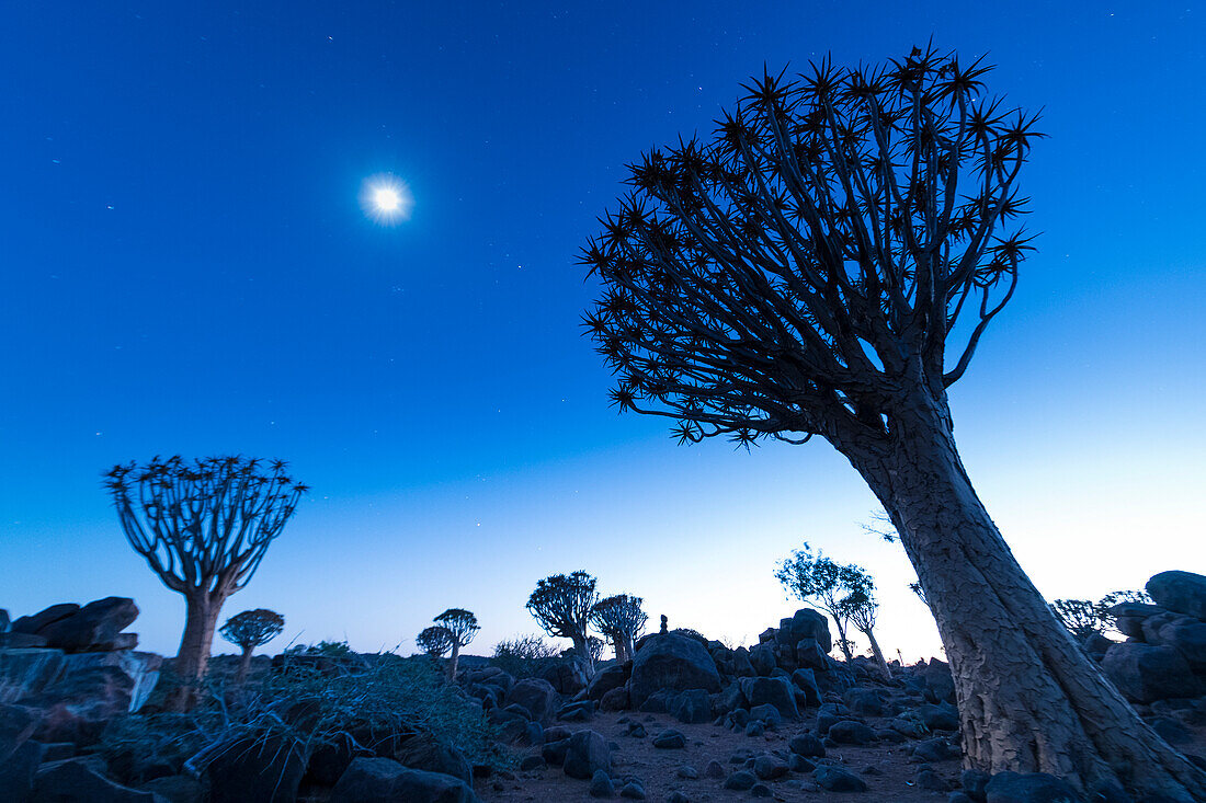 Köcherbäume (Aloidendron dichotomum) und der Mond vor der Morgendämmerung im Köcherbaumwald, nahe Keetmanshoop; ?Karas Region, Namibia