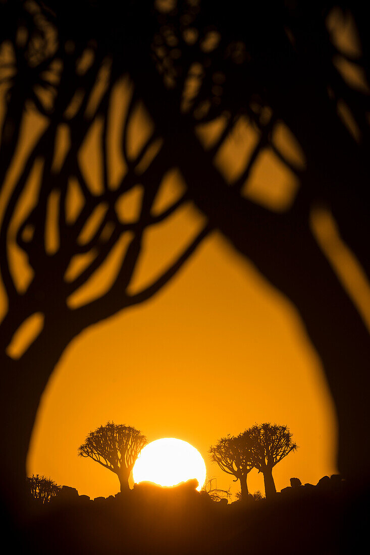 Blick durch silhouettierte Köcherbäume (Aloidendron dichotomum) auf die goldene Sonne in der Morgendämmerung im Köcherbaumwald, nahe Keetmanshoop; ?Karas Region, Namibia