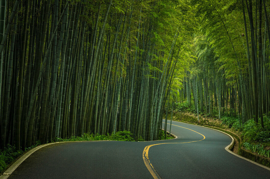 Road through the bamboo sea; Sichuan, China