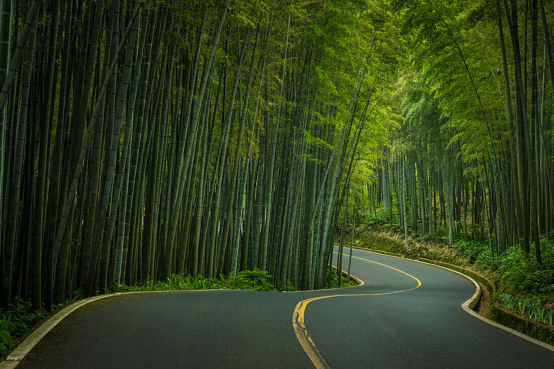 Straße durch das Bambusmeer; Sichuan, China