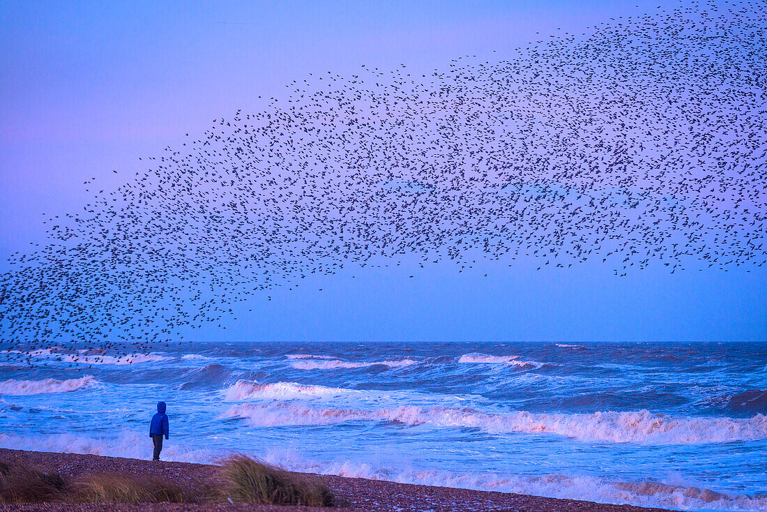 Girl on beach watching murmuration of starlings at dusk, RSPB Reserve Minsmere; Suffolk, England, United Kingdom