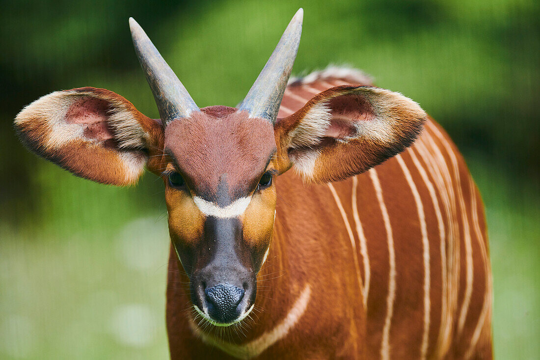 Close-up portrait of an African bongo (Tragelaphus eurycerus), captive; Czech Republic