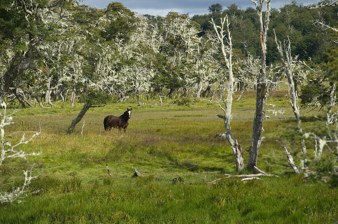 Ein Pferd in einem alten Wald aus Südbuchen in Patagonien, Chile; Puerto Natales, Patagonien, Chile.