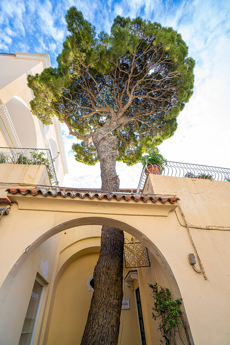 Ein Baum wächst durch einen offenen Torbogen auf eine Dachterrasse des Grand Hotel Quisisana in Capri-Stadt; Neapel, Capri, Italien