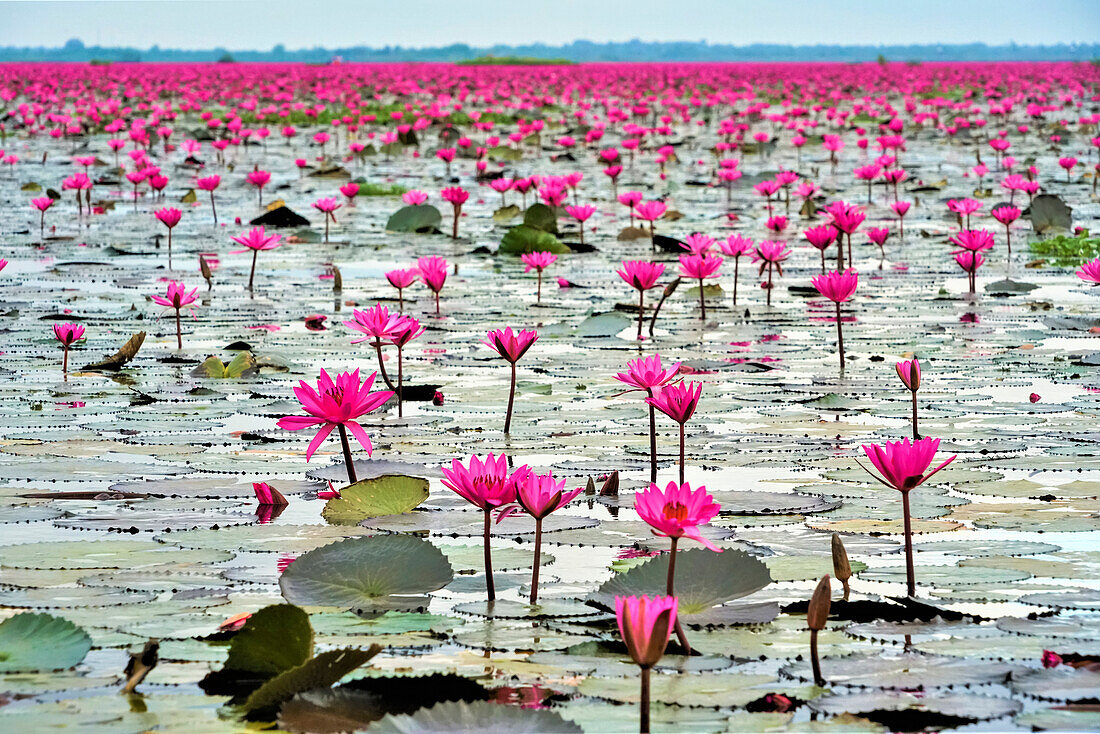Rosa Seerosen (Nymphaeaceae) blühen auf dem See; Red Lotus Lake, Chiang Haeo, Thailand