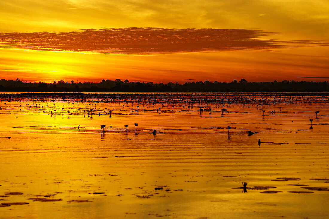 Silhouette of water lilies at twilight; Pink Water Lilies Lake, Udon Thani, Thailand