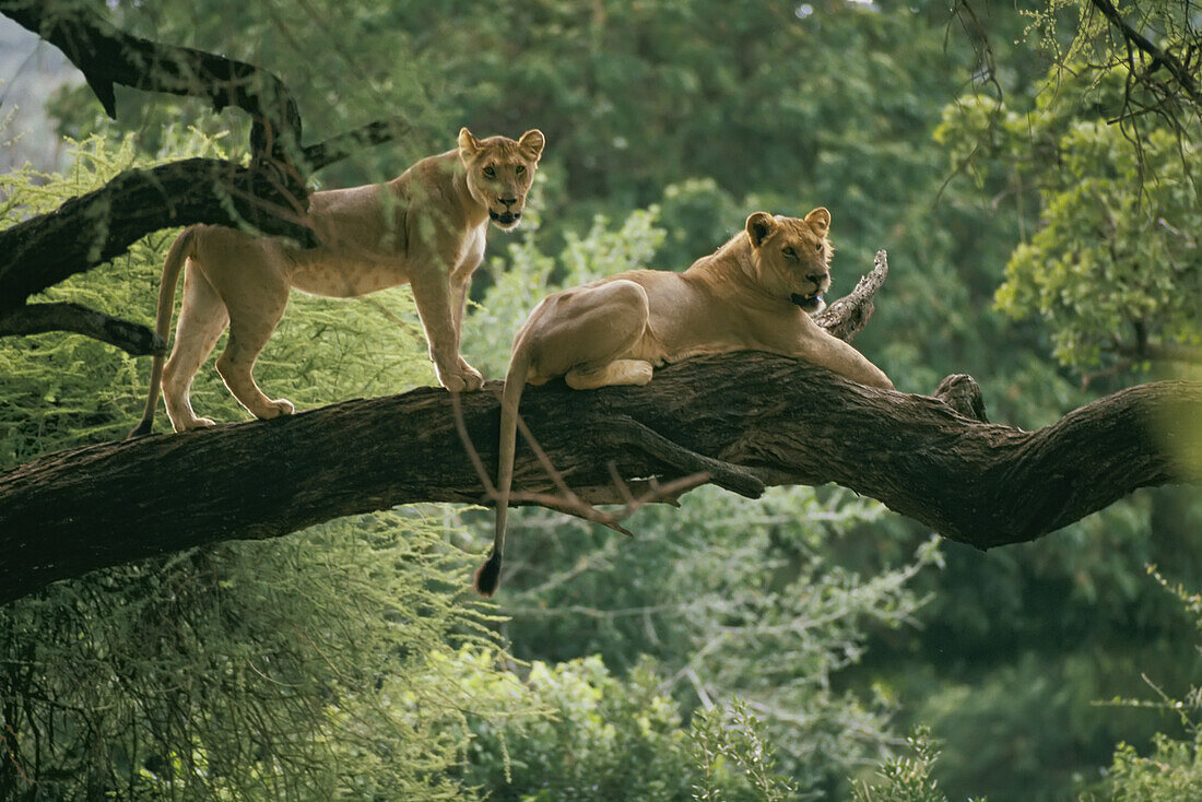 A pair of lions perch on a tree limb in Lake Manyara National Park.; Tanzania, Africa.