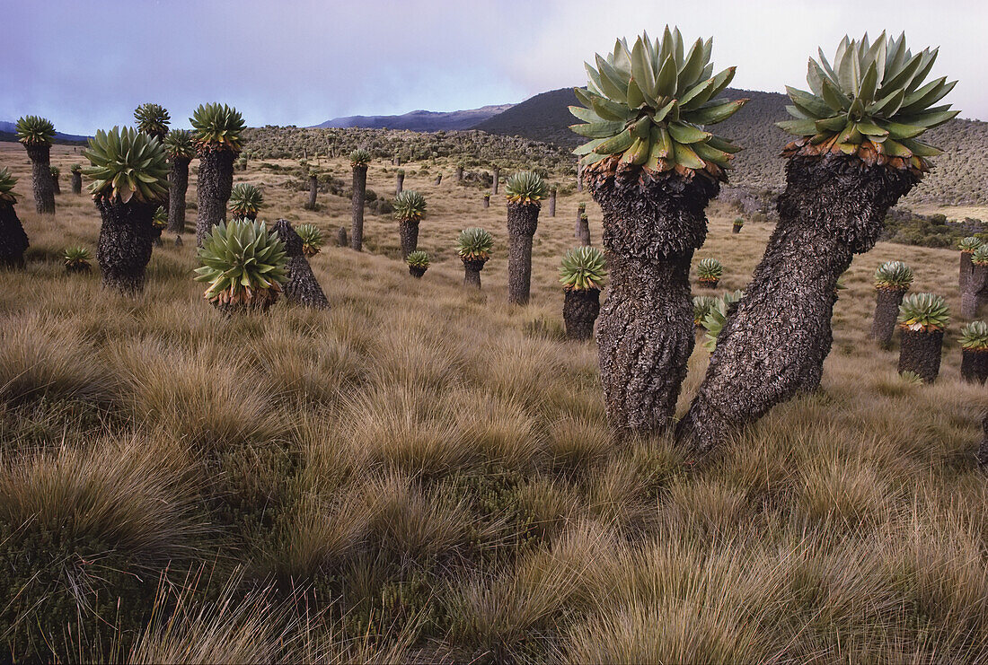 Meadows and groundsel trees, Mt. Kilimanjaro, Tanzania.; MOUNT KILIMANJARO, TANZANIA.