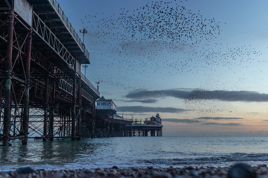 The annual Starling Murmuration taking place over Brighton Pier on England's south coast; Brighton, East Sussex, England, United Kingdom