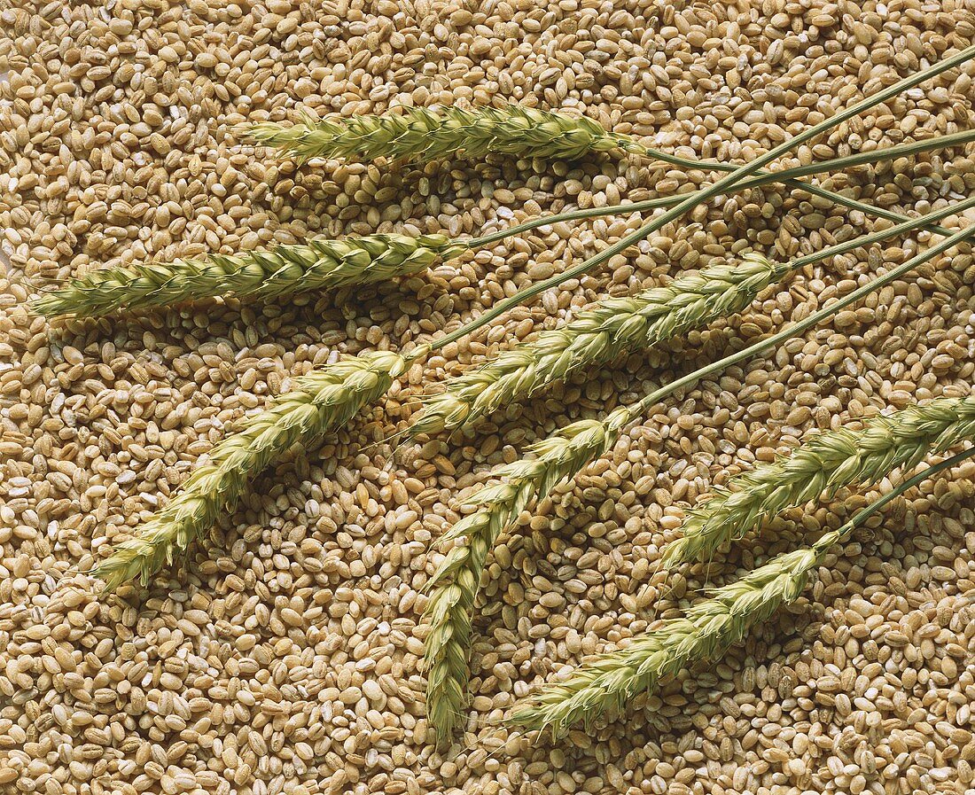 Ears and Grains of Barley