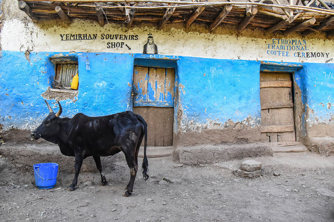 Horned cow standing in front of Ethiopian Souvenir and Coffee shops; Ethiopia