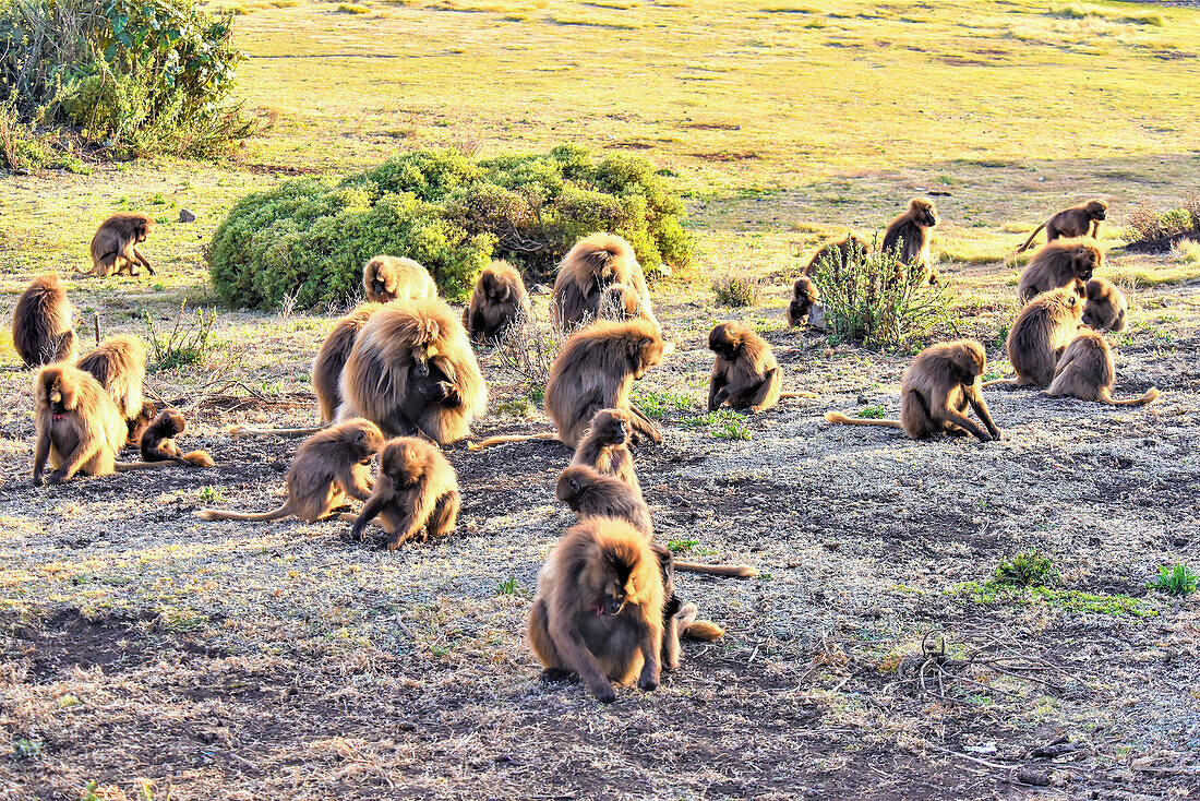 Herde von Gelada (Theropithecus gelada), Blutbrustaffen, auf einem Feld sitzend und nach Nahrung suchend; Äthiopien