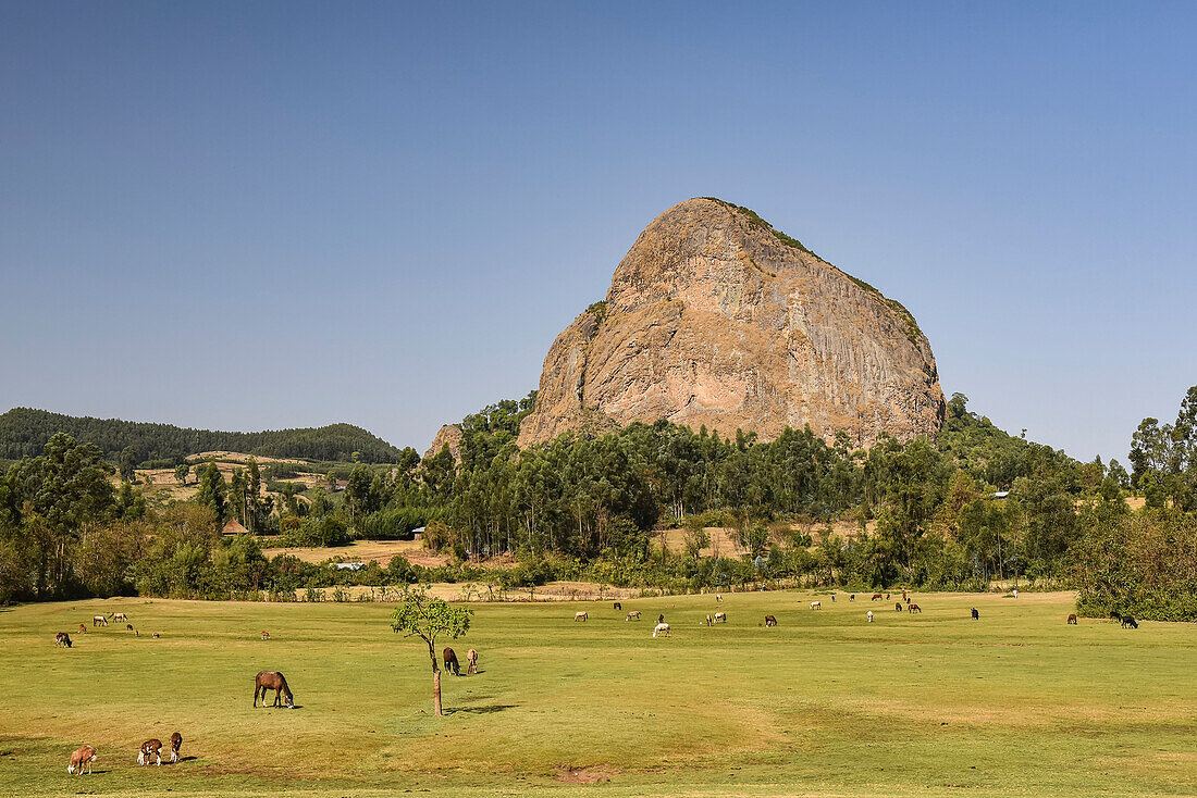 Große Felsformation und grasendes Vieh auf einem Feld im äthiopischen Hochland; Äthiopien