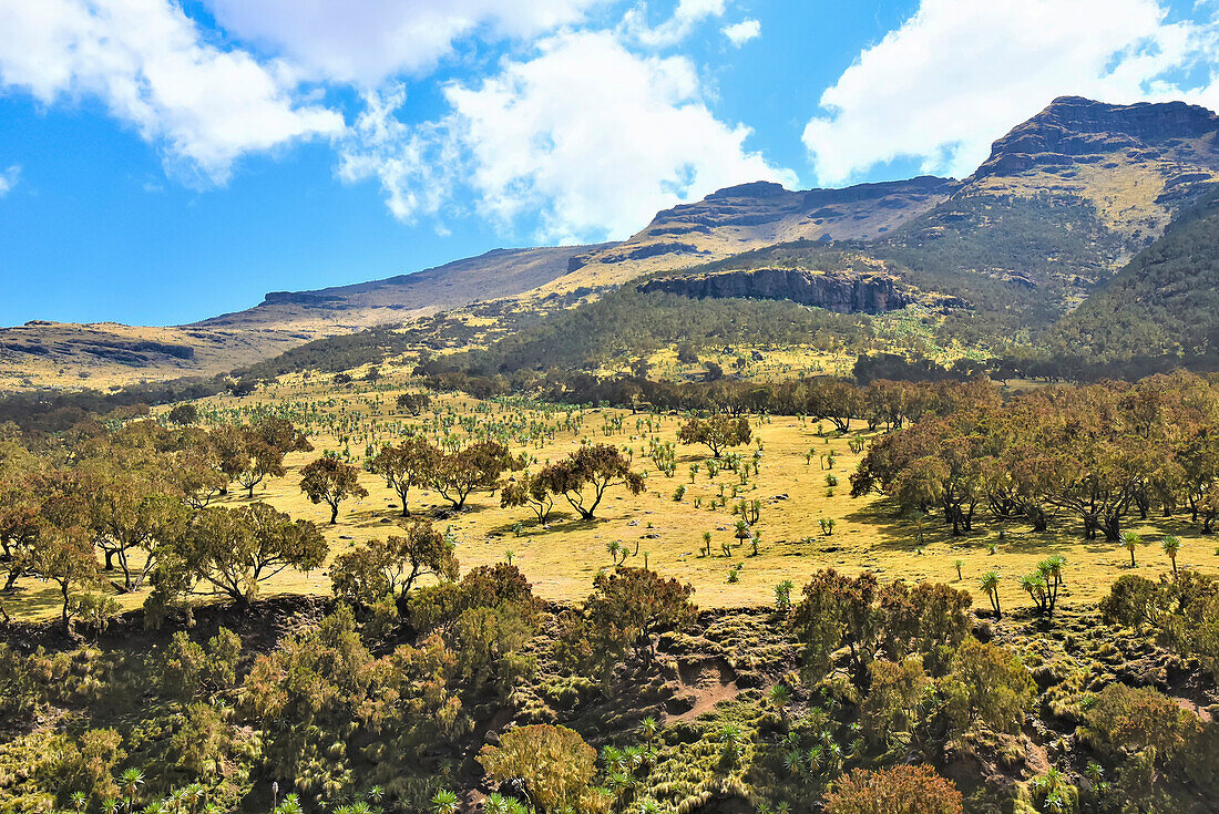 Berggipfel und Feld mit Bäumen und Pflanzen im Simien Mountains National Park in Nordäthiopien; Äthiopien
