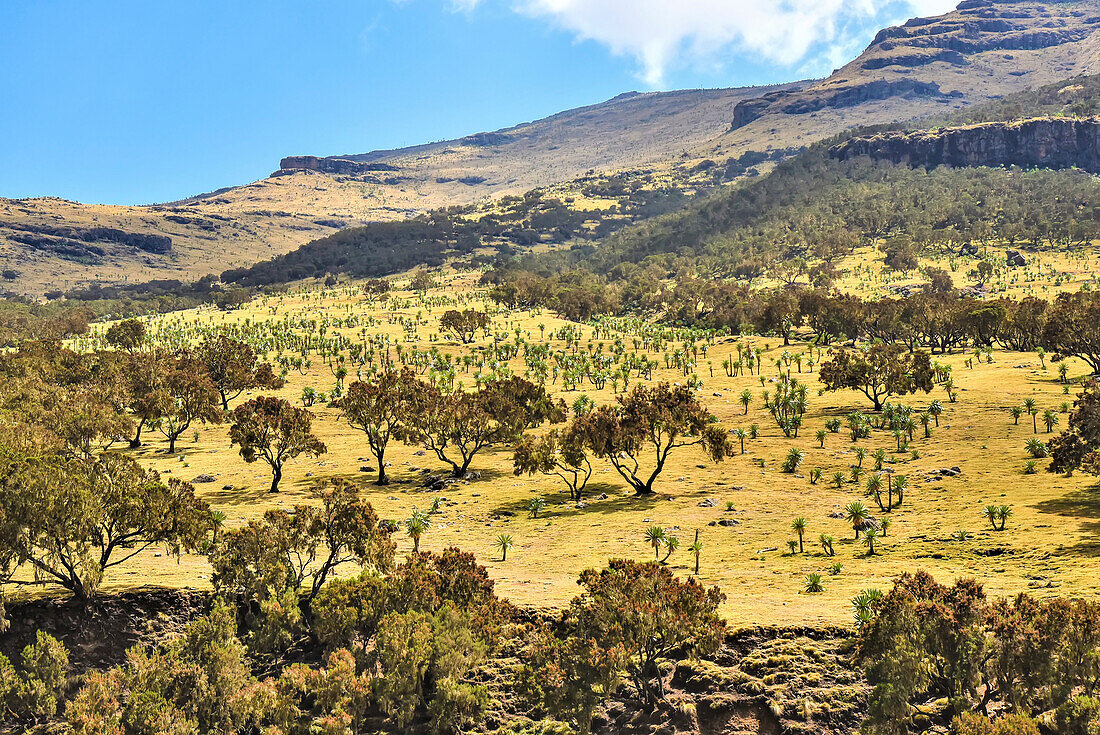 Berggipfel und Feld mit Bäumen und Pflanzen im Simien Mountains National Park in Nordäthiopien; Äthiopien