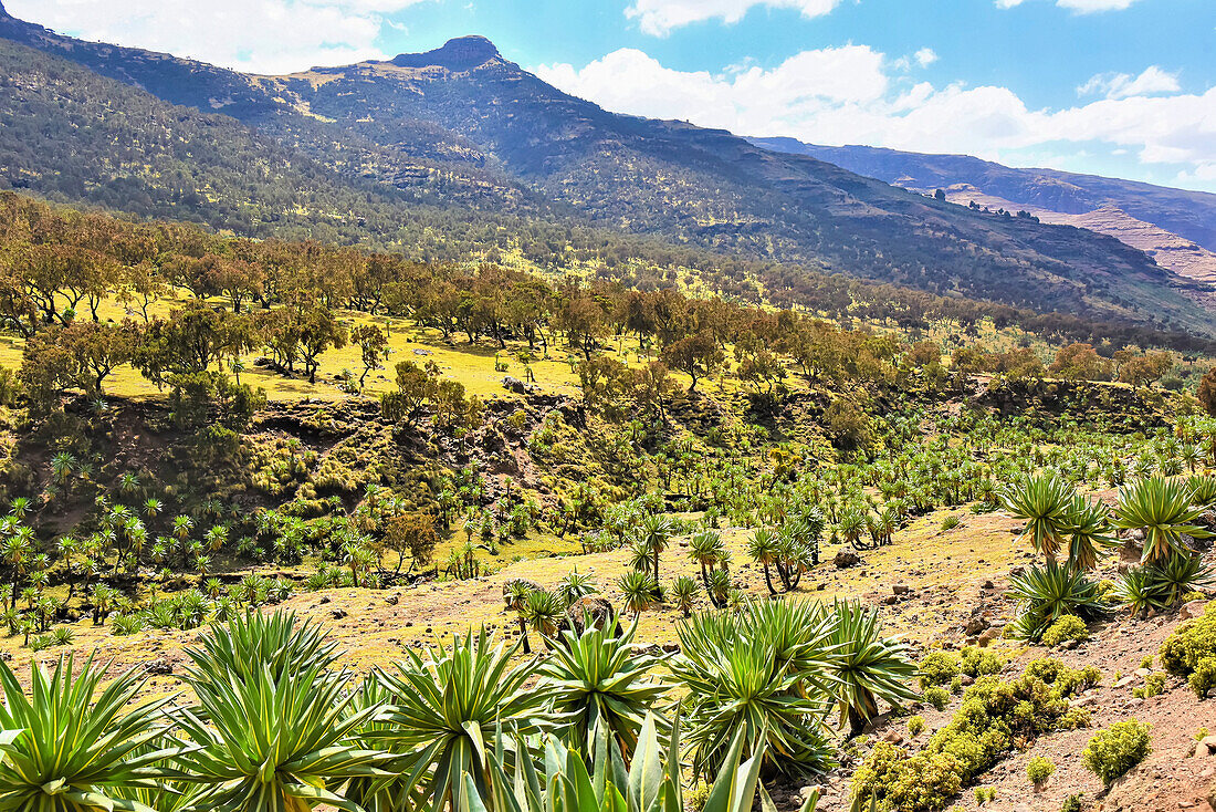 Mountain peak and field of trees and plants in the Simien Mountains National Park in Northern Ethiopia; Ethiopia