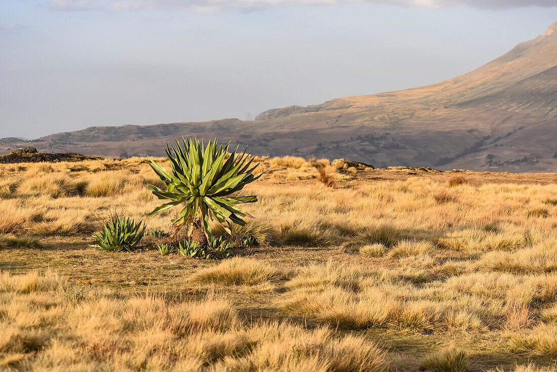 Grasbewachsenes Feld mit einer einsamen, riesigen Lobelienpflanze und Setzlingen und den Hängen der Simien Mountains im Hintergrund mit einem grauen, bewölkten Himmel in Nordäthiopien; Simien Mountains National Park, Äthiopien