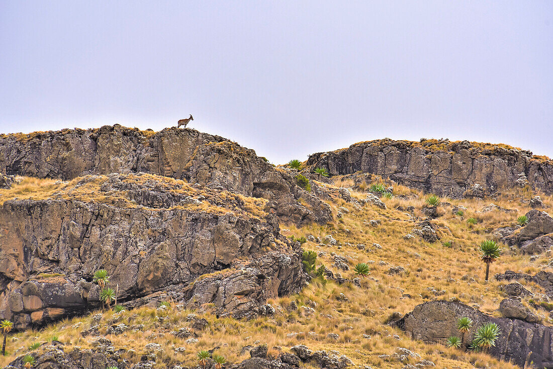 Wilde Ziege steht auf einer Klippe in den Simen Bergen in Nordäthiopien; Äthiopien