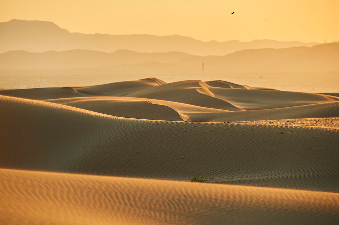 Silhouette of birds flying over the rippled sand dunes in evening light at sunset with the mountains in the distance, Ebro River Delta; Catalonia, Spain