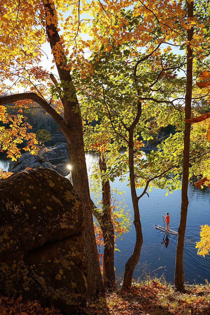 Ein Fünfzehnjähriger paddelt mit seinem SUP durch das leuchtende Herbstlaub auf dem Widewater-Abschnitt des Chesapeake And Ohio Canal; Potomac, Maryland.
