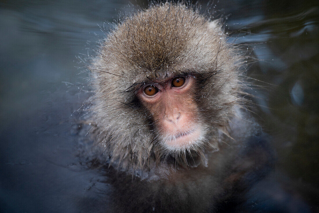 Close-up portrait of a Japanese Macaque Monkey (Macaca fuscata), often referred to as Snow Monkeys, sitting in the hot spring water in the Jigokudani Monkey Park at the base of Joshinetsu Kogen National Park; Shimotakai District, Nagano Prefecture, Japan