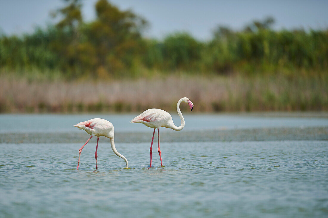 Two Greater Flamingos (Phoenicopterus roseus) wildlife, standing in the water in the Parc Naturel Regional de Camargue; Camargue, France