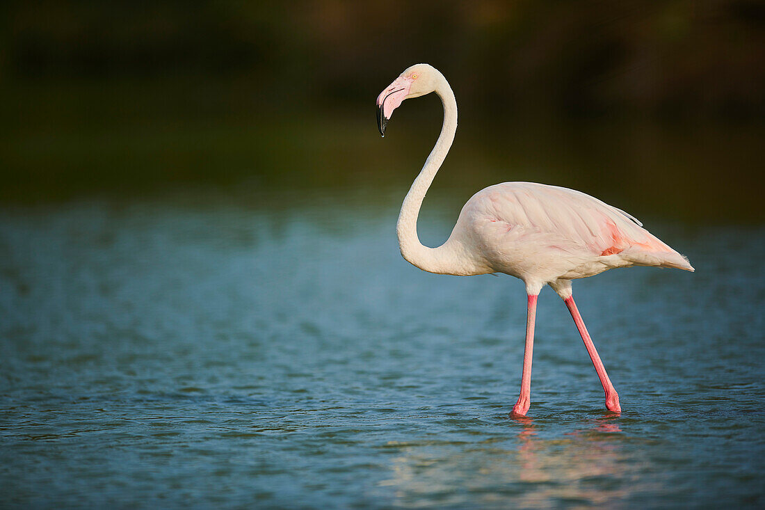 Ein Großer Flamingo (Phoenicopterus roseus), stehend im Wasser im Parc Naturel Regional de Camargue; Camargue, Frankreich