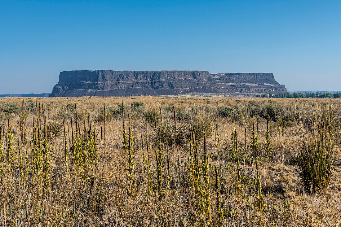 Steamboat Rock dominates the horizon across a field of mullein and sage plants in the Steamboat Rock State Park in Eastern Washington; Hartline, Washington, United States of America
