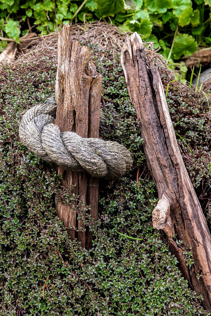 Nahaufnahme eines großen Seils, das um einen Stock gewickelt und von einer Landschaftspflanze überwuchert ist; Olympia, Washington, Vereinigte Staaten von Amerika