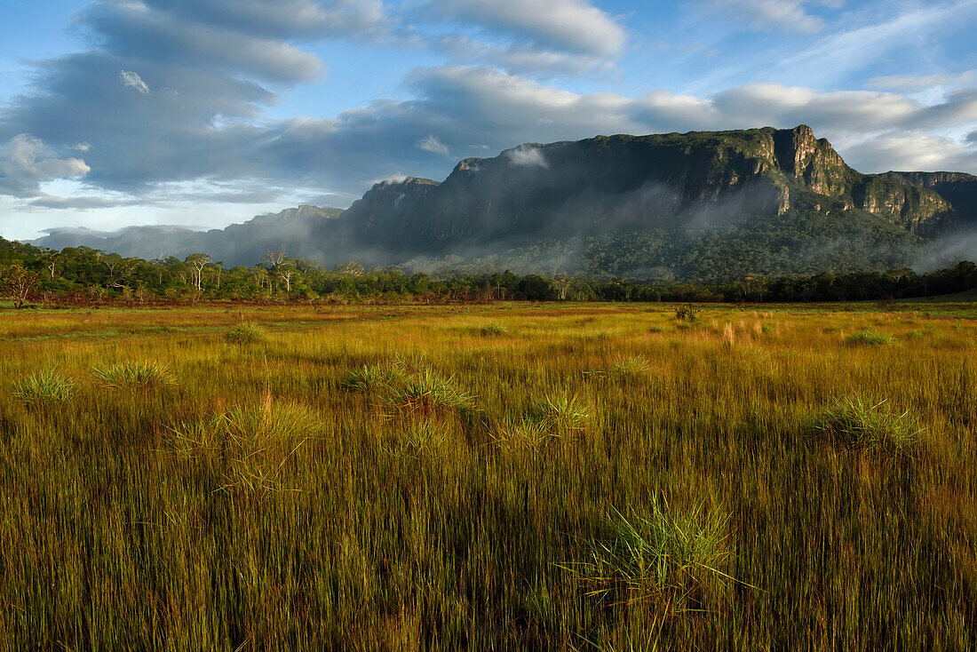 In den frühen Morgenstunden steigt Nebel vom feuchten Boden am Fuße des Sarisarinama Tepui auf; Gran Sabana, Venezuela.