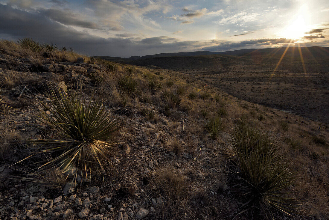 Die Chihuahuan-Wüste in den Guadalupe-Bergen im Süden von New Mexico; Carlsbad Caverns National Park, New Mexico.