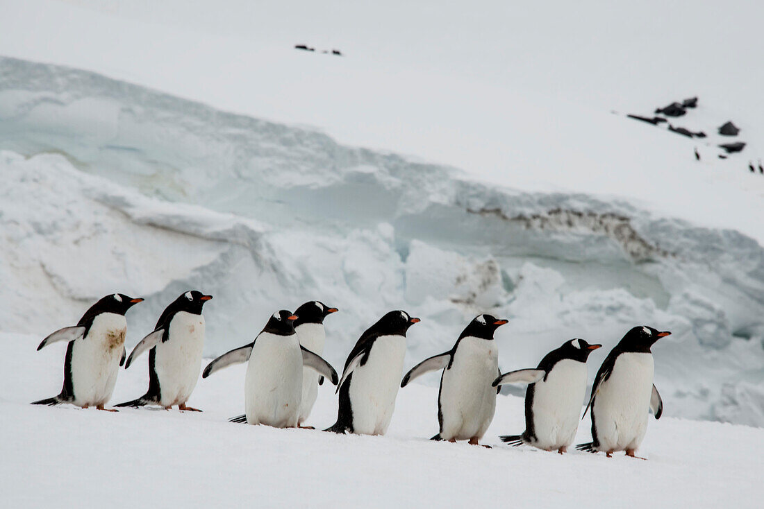 Close-up of a group of gentoo penguins (Pygoscelis papua) making their way along the snow covered landscape on Booth Island; Antarctica