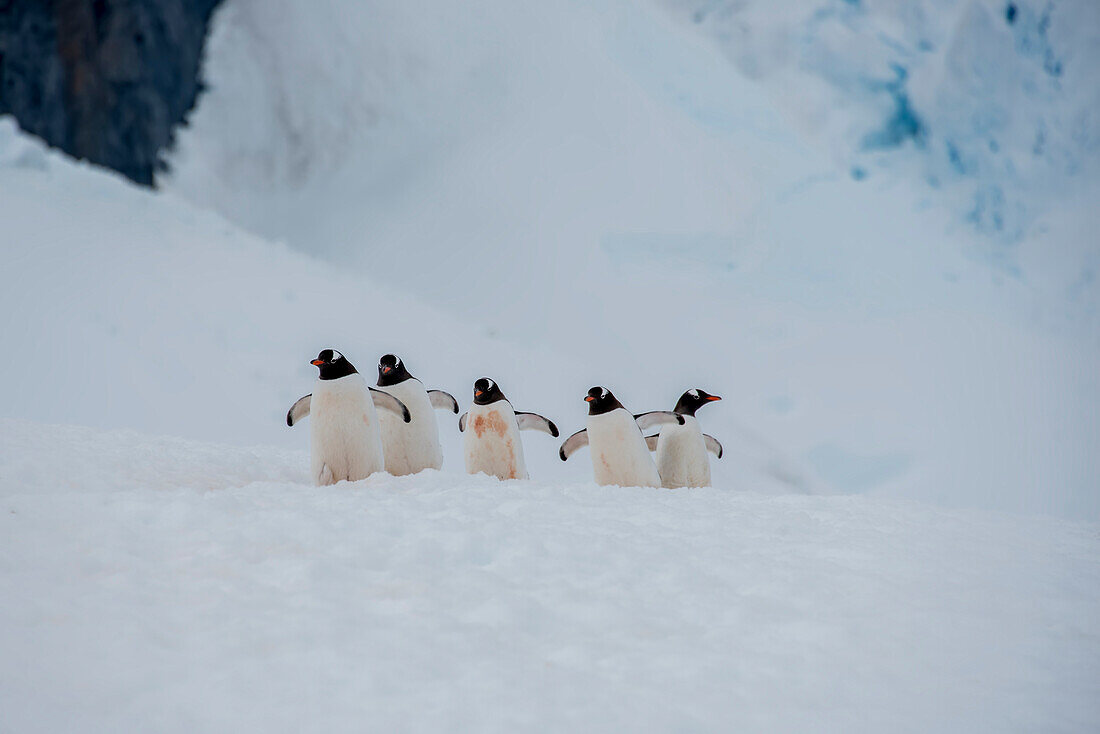 A group of gentoo penguins (Pygoscelis papua) making their way across the snow covered landscape on Booth Island; Antarctica