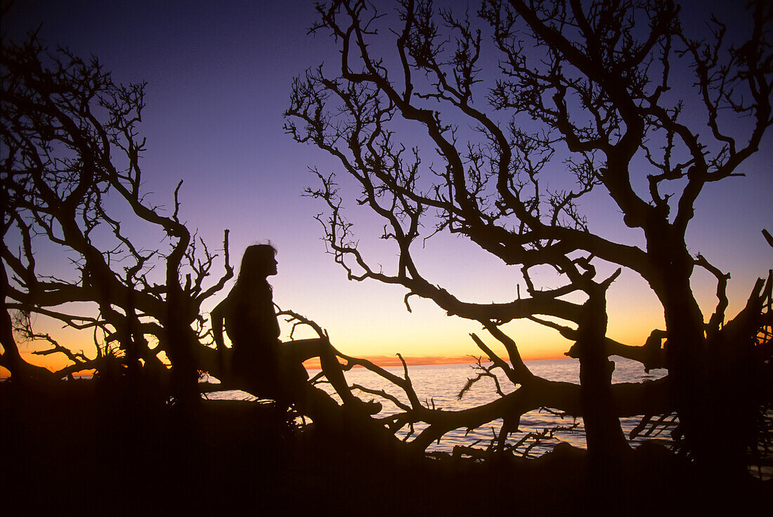 Eine Frau sitzt in der Abenddämmerung auf verworrenen Ästen; Outer Banks, North Carolina.