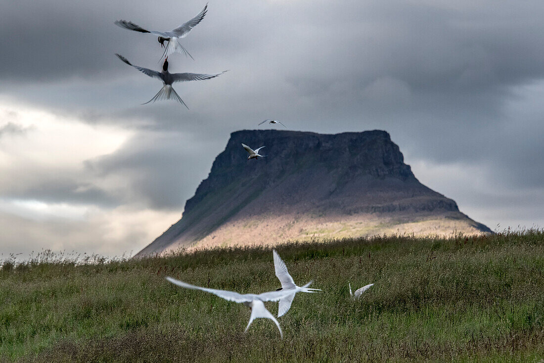 Nesting Arctic Terns (Sterna paradisaea) competing for territory on Vigur Island with a flat-topped mountain peak in the background; Vigur Island, Isafjardardjup Bay, Iceland