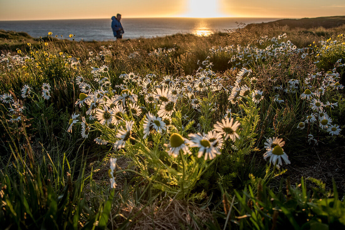 Eine Person spaziert an der Küste der Nordküste Islands entlang, im Vordergrund sonnenbeschienene Wildblumen in der Dämmerung; Husavik, Island