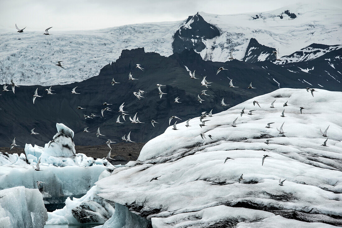 Küstenseeschwalben (Sterna paradisaea) überfliegen die eisige Gletscherlandschaft im Gebiet der Glacier River Lagoon, wo gekalkte Eisberge vom Vatnajokull-Gletscher in die Lagune fallen und dort bleiben, bis sie klein genug sind, um ins Meer zu gelangen. Der Vatnajokull ist der größte Gletscher in Island; Djupivogur, Südküste, Island