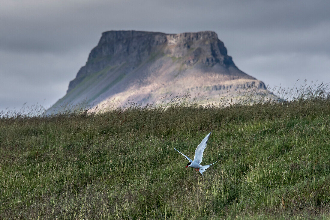 Küstenseeschwalbe (Sterna paradisaea) im Flug über einer Grasfläche auf der Insel Vigur mit einem flachen Berggipfel im Hintergrund. Die südlich des Polarkreises gelegene Insel ist berühmt für ihre riesige Vogelkolonie; Vigur Island, Isafjardardjup Bay, Island