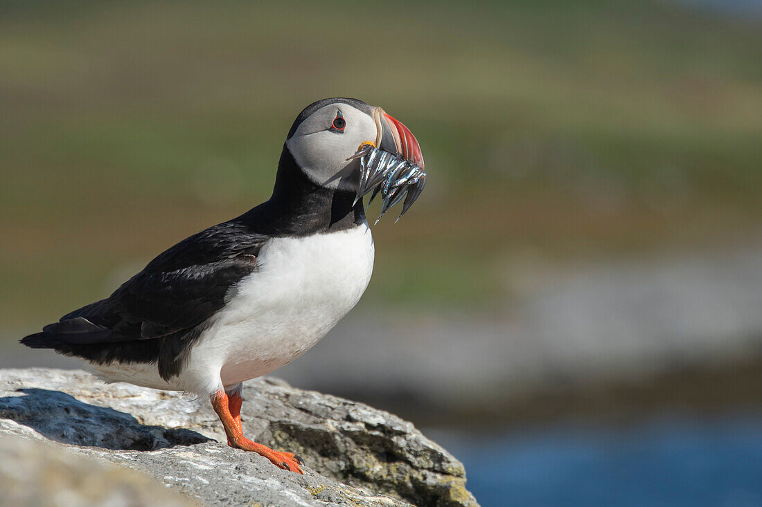 Portrait if a puffin (Fratercula) with multiple small fish in its beak standing on a rocky cliff on Vigur, the second largest island of the Ísafjarðardjúp Fjord in Westfjords, Iceland. Located just south of the Arctic Circle, the island is famous for its enormous colony of birdlife. Species here include puffins, eider ducks, arctic terns, black guillemots and razorbills; Vigur, Westfjords, Iceland