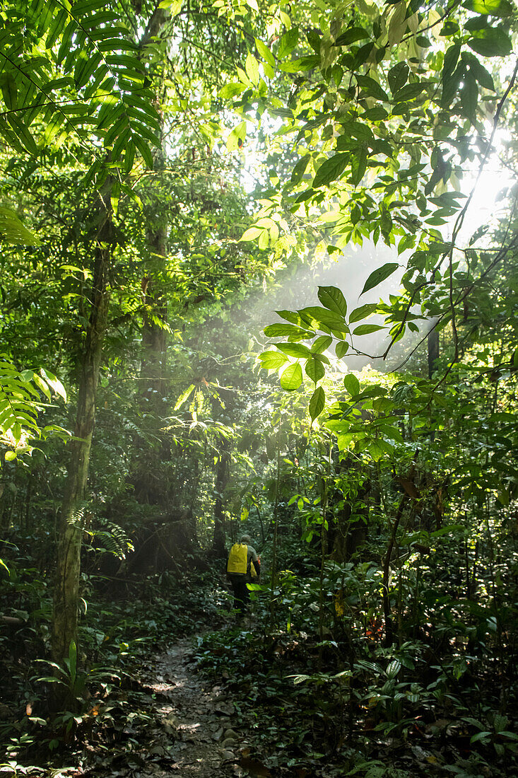 View taken from behind of a research scientist and caver trekking through the rainforest on an expedition in the Gunung Mulu National Park; Sarawak, Borneo, Malaysia