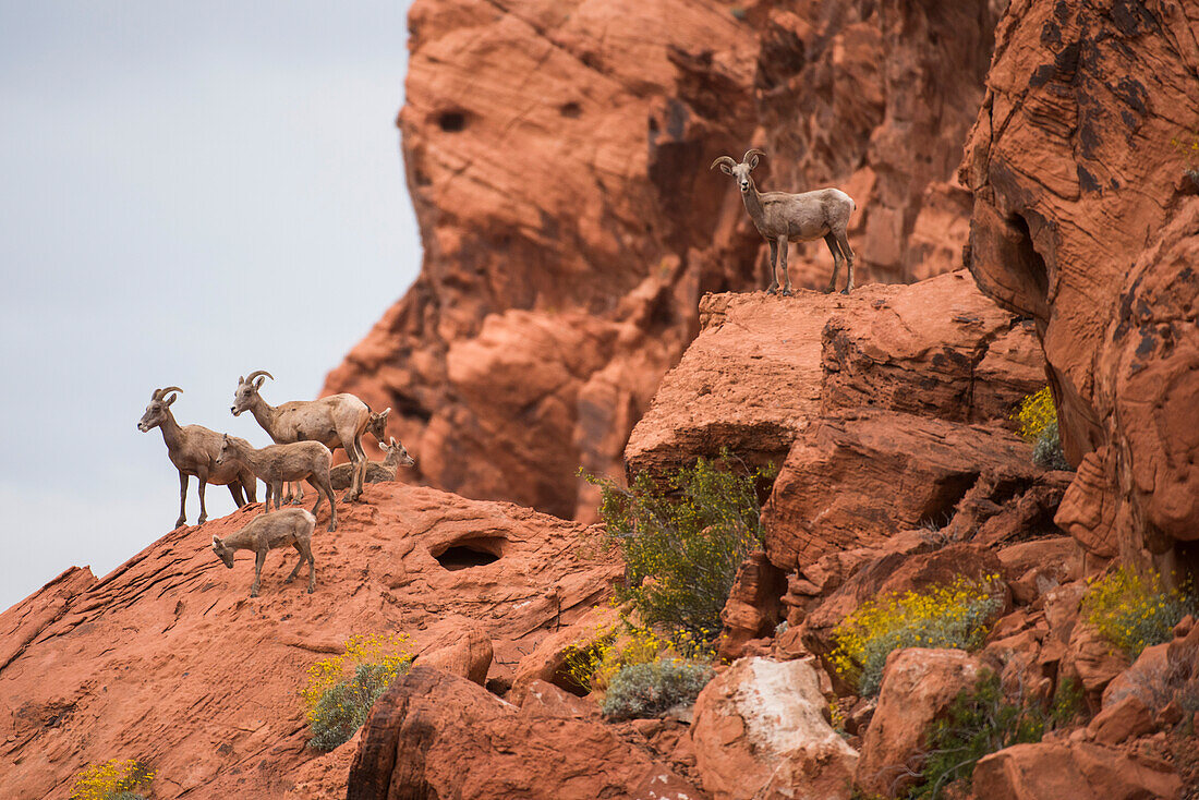 Desert Bighorn (Ovis canadensis nelsoni) ewes and lambs in red-rock cliffs with yellow flowered Brittlebush (Encelia farinosa) in Valley of Fire State Park; Nevada, United States of America