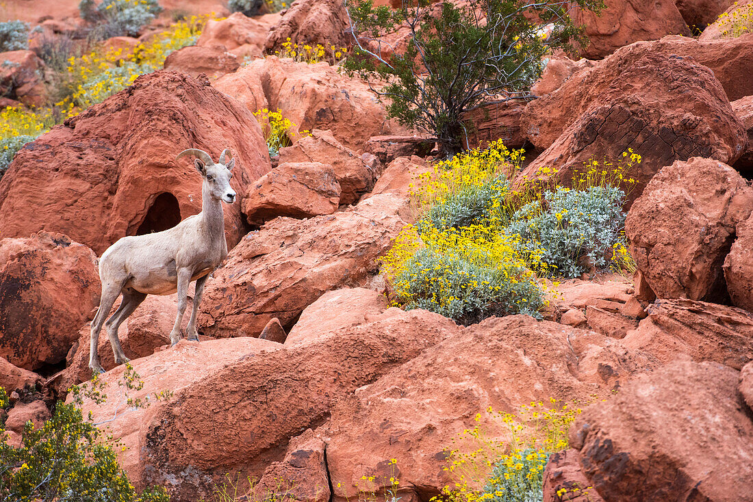 Desert Bighorn (Ovis canadensis nelsoni) ewe standing on the red-rock cliffs with yellow flowered Brittlebush (Encelia farinosa) in Valley of Fire State Park; Nevada, United States of America