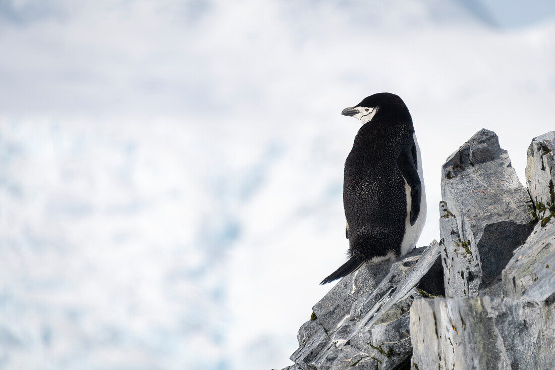 Kinnriemenpinguin (Pygoscelis antarcticus) balanciert auf Felsen und schaut zurück; Antarktis