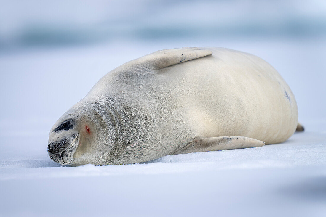 Crabeater seal (Lobodon carcinophaga) lies dozing on ice floe; Antarctica