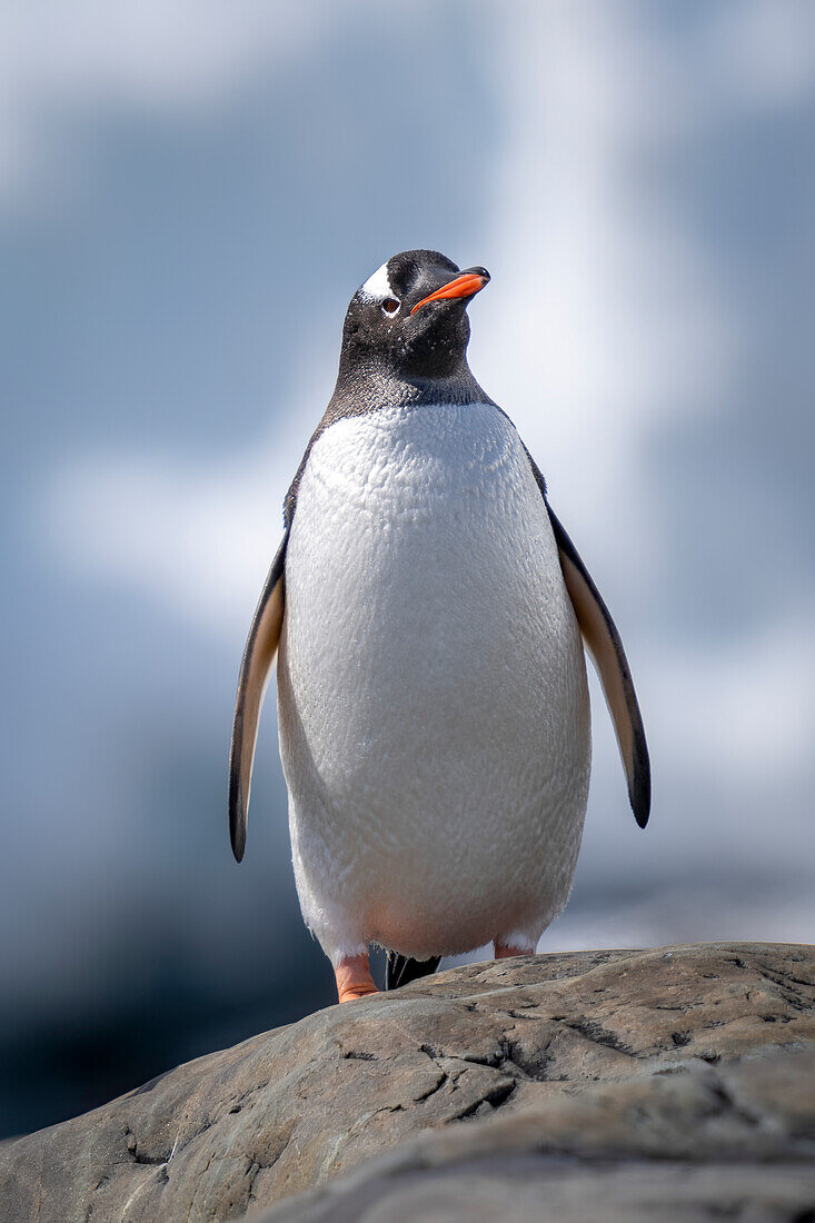 Gentoo penguin (Pygoscelis papua) perches on rock facing camera; Antarctica