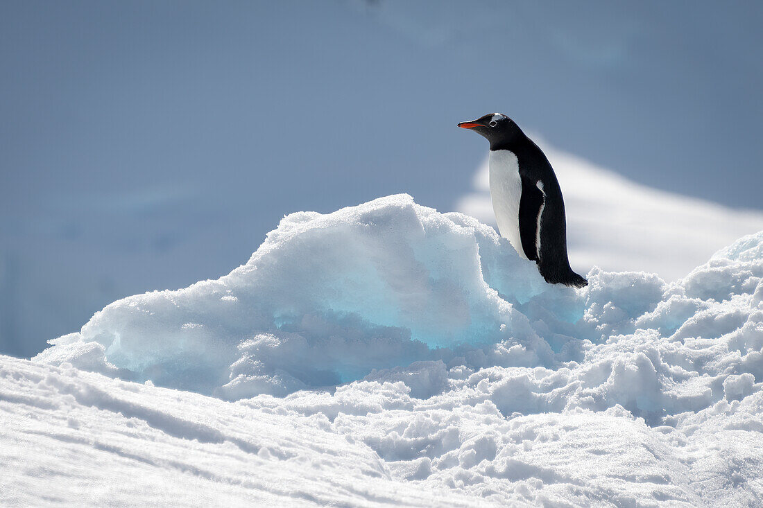 Eselspinguin (Pygoscelis papua) auf Schnee im Sonnenschein; Antarktis