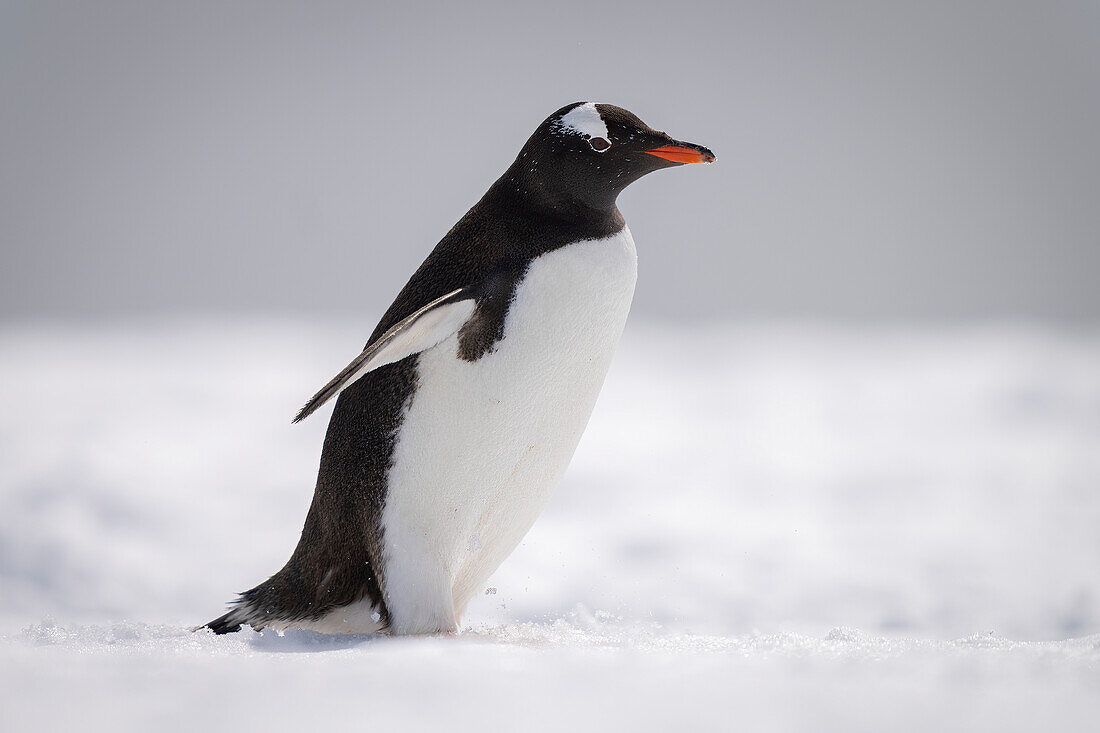 Portrait of a gentoo penguin (Pygoscelis papua) standing in the snow, facing right; Cuverville Island, Antarctica